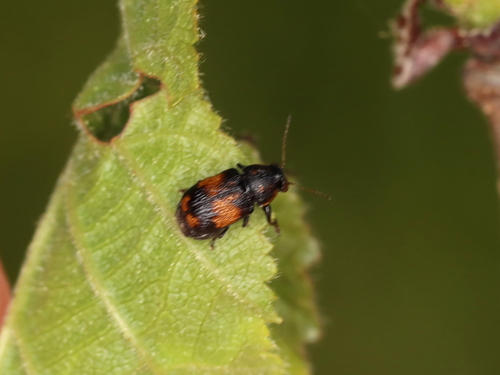 Pachybrachis subfasciatus