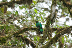 Pharomachrus auriceps