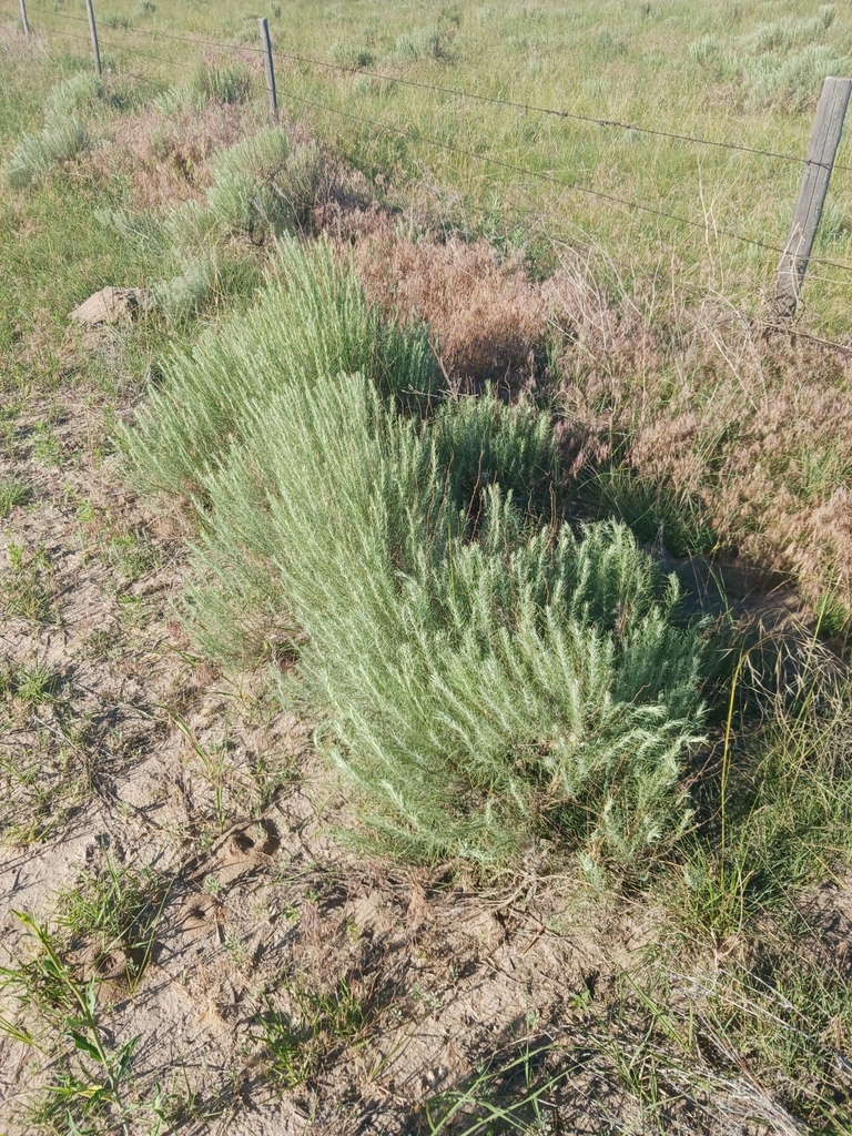 sand sagebrush in June 2024 by Sean Cozart · iNaturalist