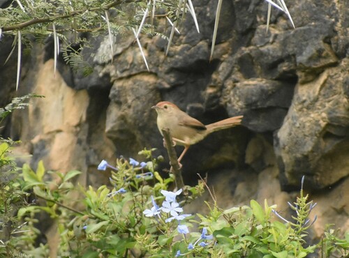 Rock-loving Cisticola (Cisticola aberrans)
