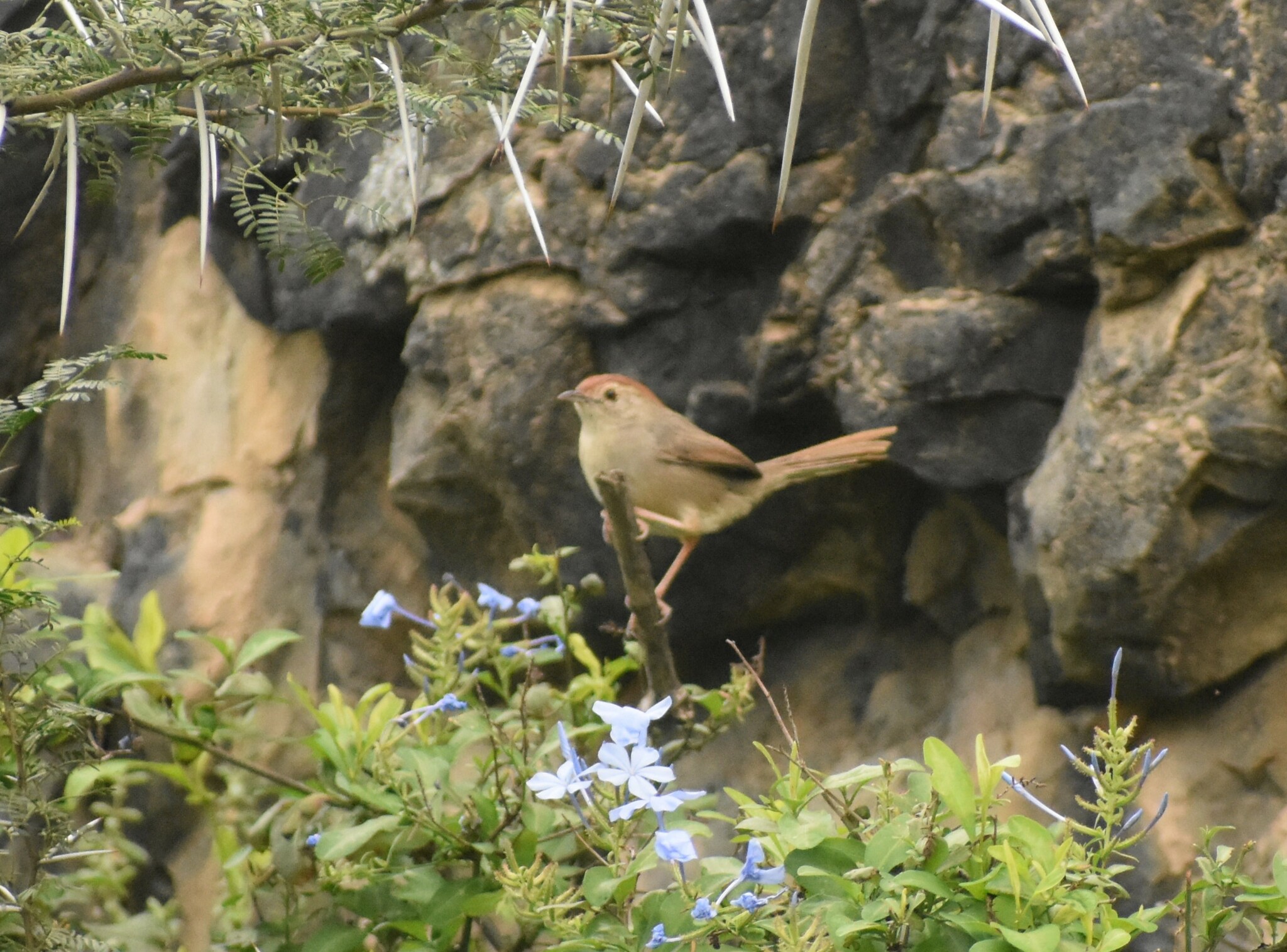 Rock-loving Cisticola (Cisticola aberrans)