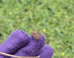 Graphosoma rubrolineatum