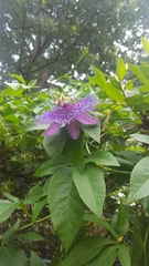 Passiflora