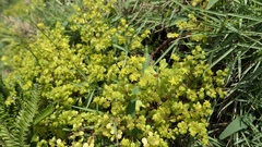 Sedum formosanum
