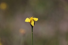 Xyris elliottii