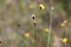 Xyris elliottii