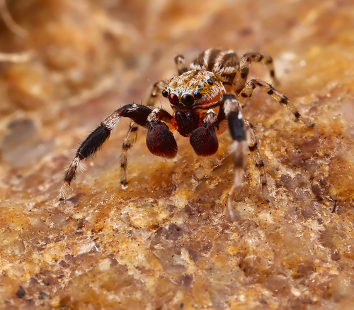 Marpissa dentoides