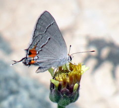 Strymon melinus caldasensis