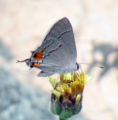 Strymon melinus caldasensis