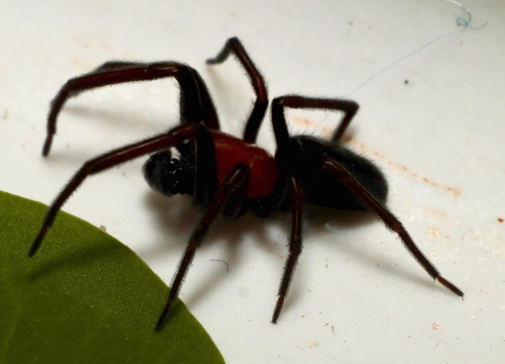 Titanoeca americana