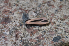 Creatonotos fasciatus pljustshi