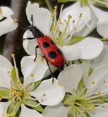 Pelonides quadripunctata