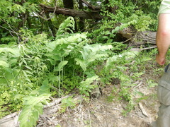 Polygonatum biflorum commutatum