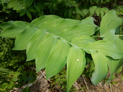 Polygonatum biflorum commutatum