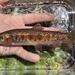 Mccloud River Redband Trout - Photo (c) prickly_sculpin, some rights reserved (CC BY-NC), uploaded by prickly_sculpin