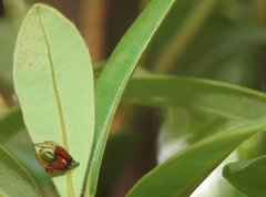 Araneus viridiventris