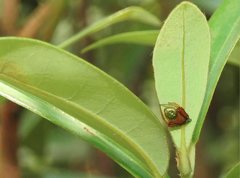 Araneus viridiventris