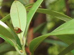 Araneus viridiventris