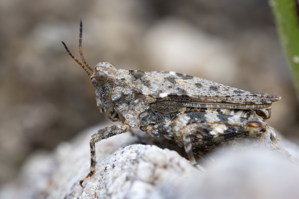 Alpine Groundhopper