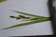 Carex shortiana