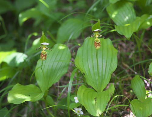 Cypripedium yatabeanum iNat (3)