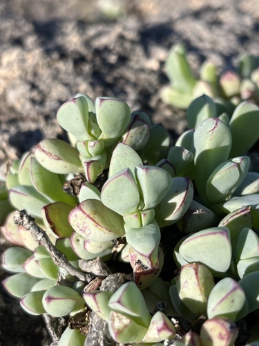Image of Oscularia steenbergensis by (c) Charleen Brunke, some rights reserved (CC BY)