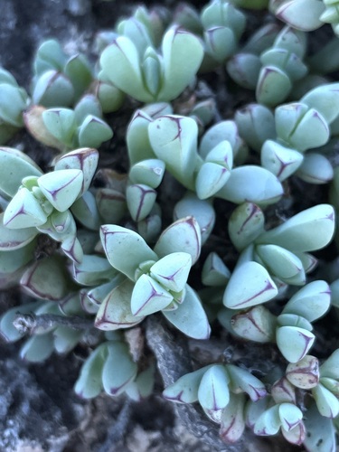 Image of Oscularia steenbergensis by (c) Charleen Brunke, some rights reserved (CC BY)
