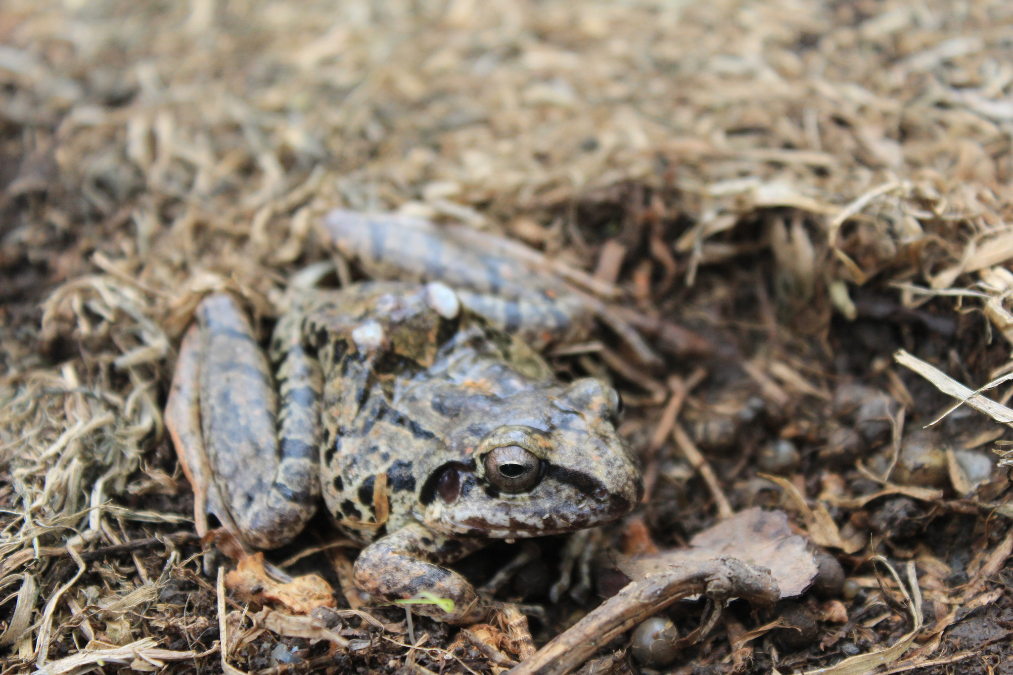 Pristimantis lymani image