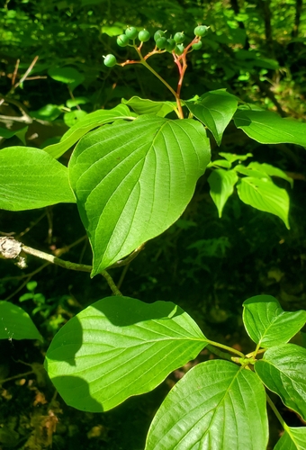 Cornus alternifolia