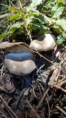 Melanoleuca angelesiana