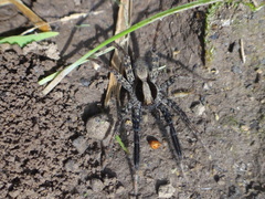 Schizocosa crassipes