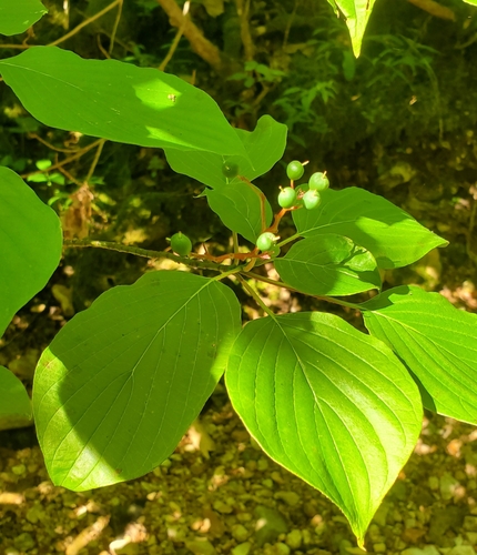 Cornus alternifolia