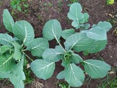 Brassica oleracea capitata