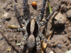 Schizocosa crassipes