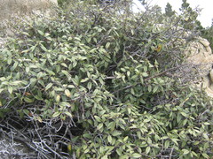 Frangula californica tomentella