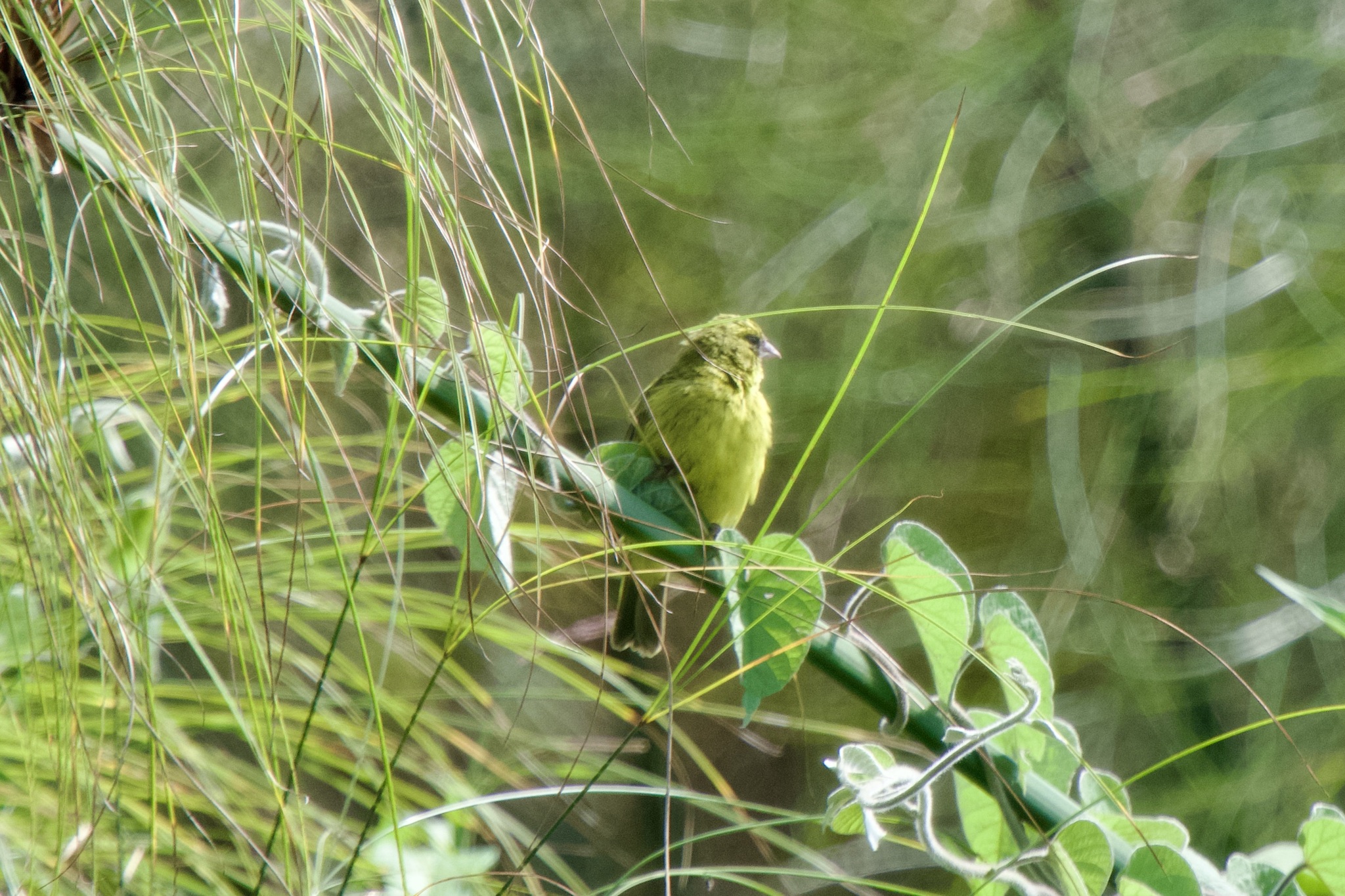 Papyrus Canary (Crithagra koliensis), photo 3