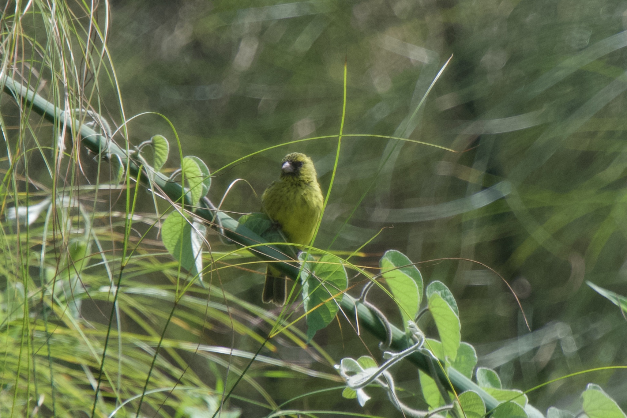 Papyrus Canary (Crithagra koliensis), photo 2
