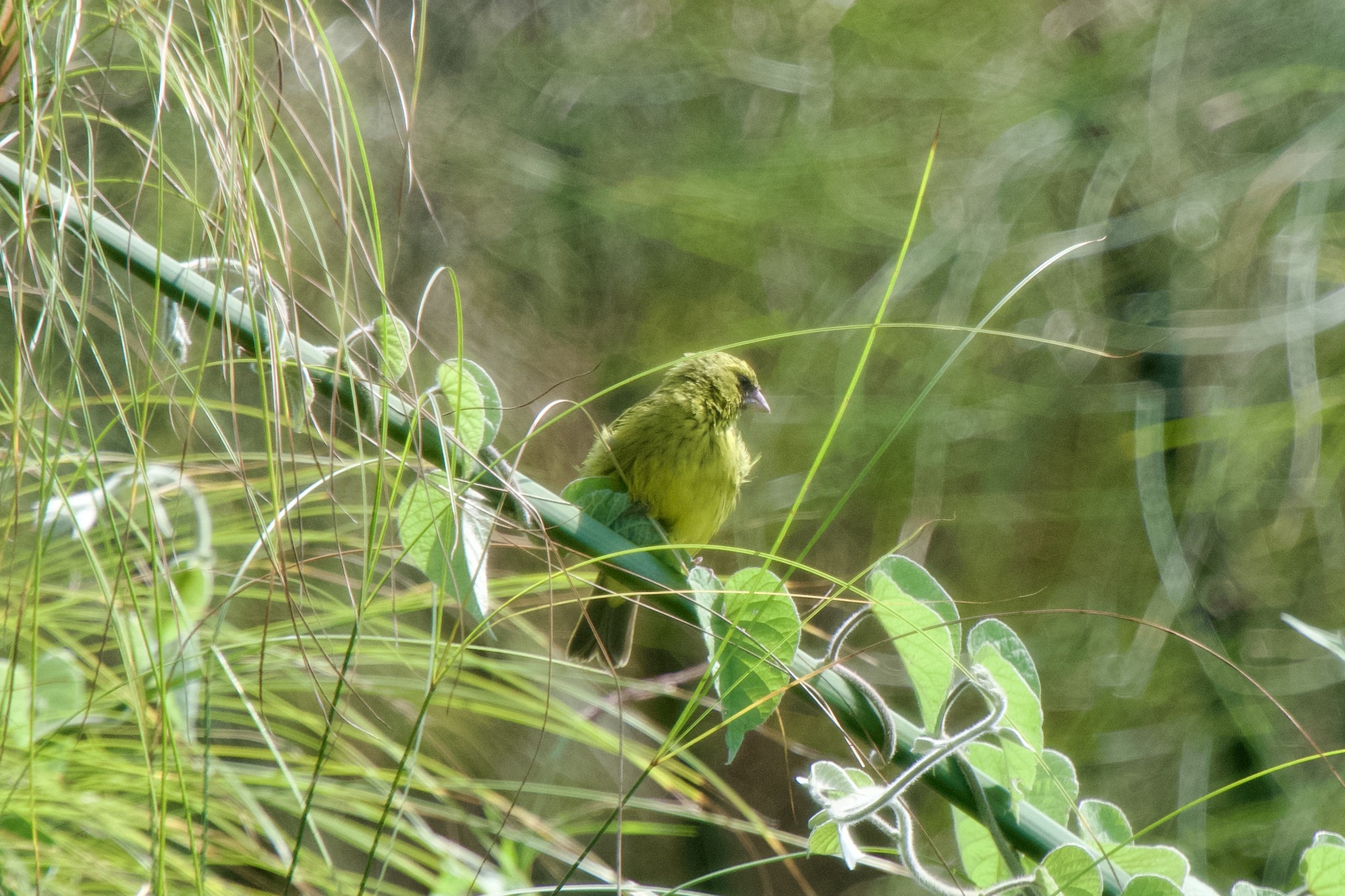 Papyrus Canary (Crithagra koliensis), photo 5