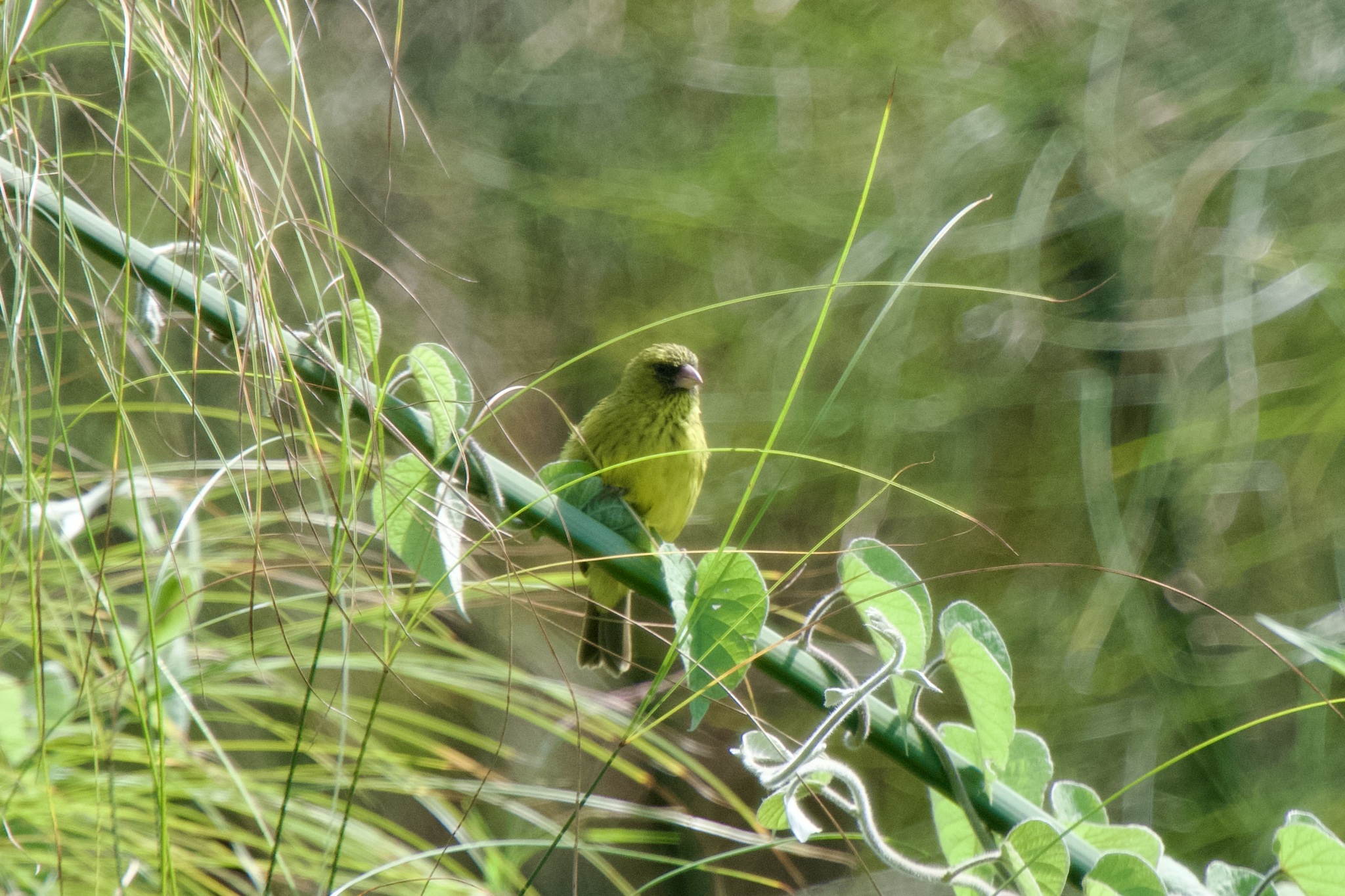 Papyrus Canary (Crithagra koliensis), photo 7