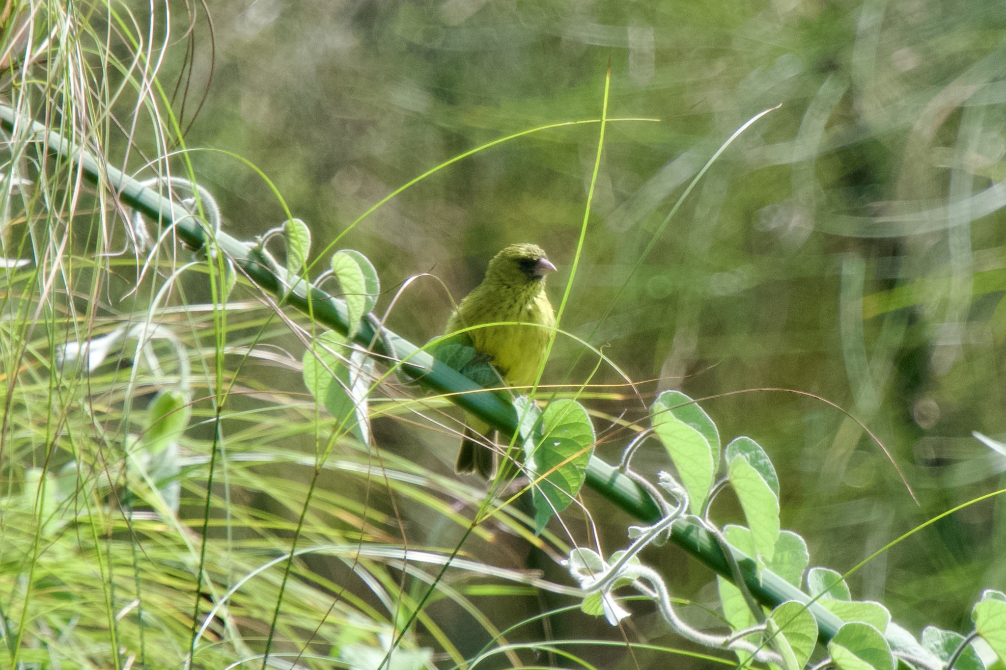 Papyrus Canary (Crithagra koliensis), photo 6
