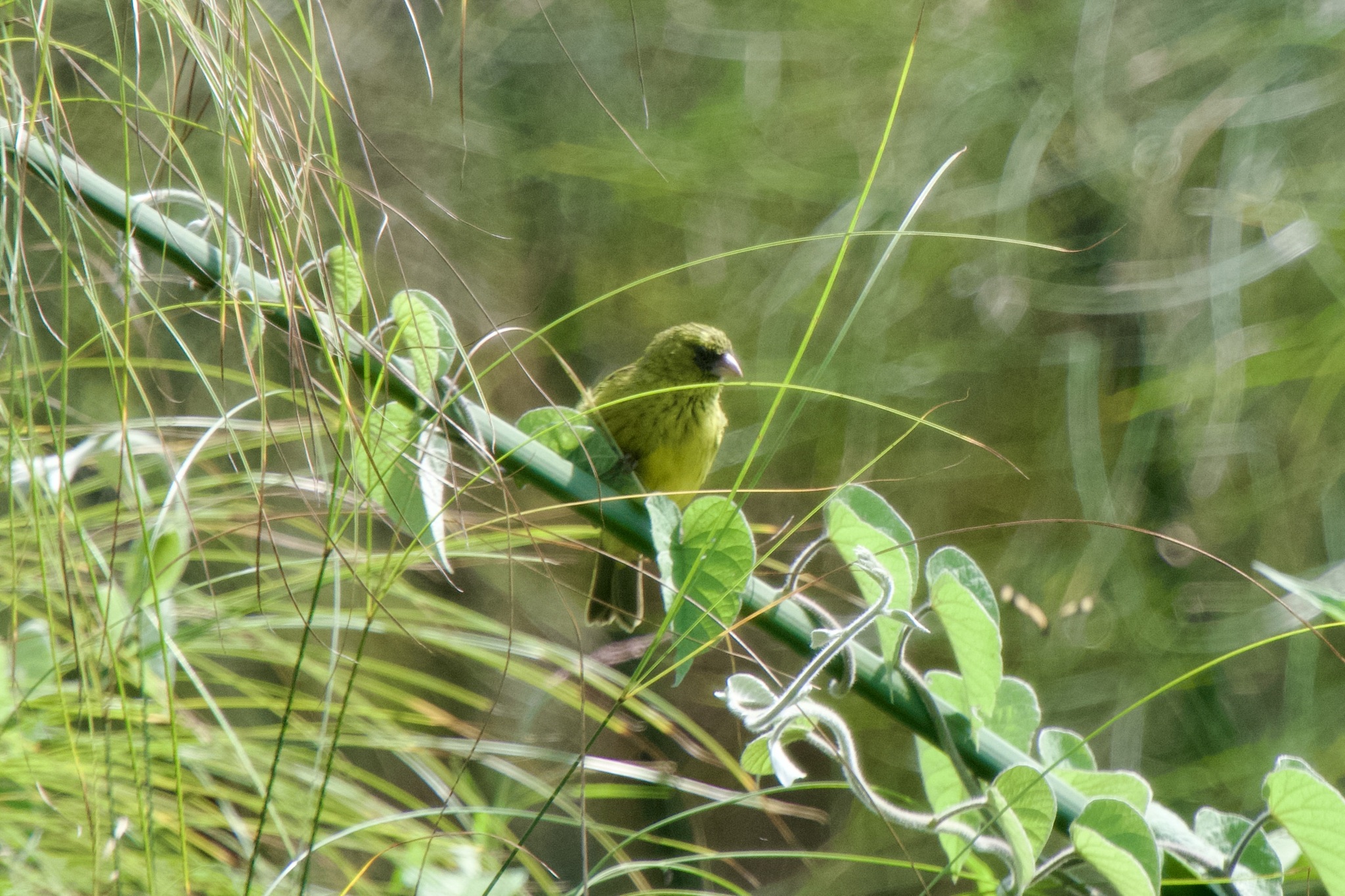 Papyrus Canary (Crithagra koliensis), photo 8