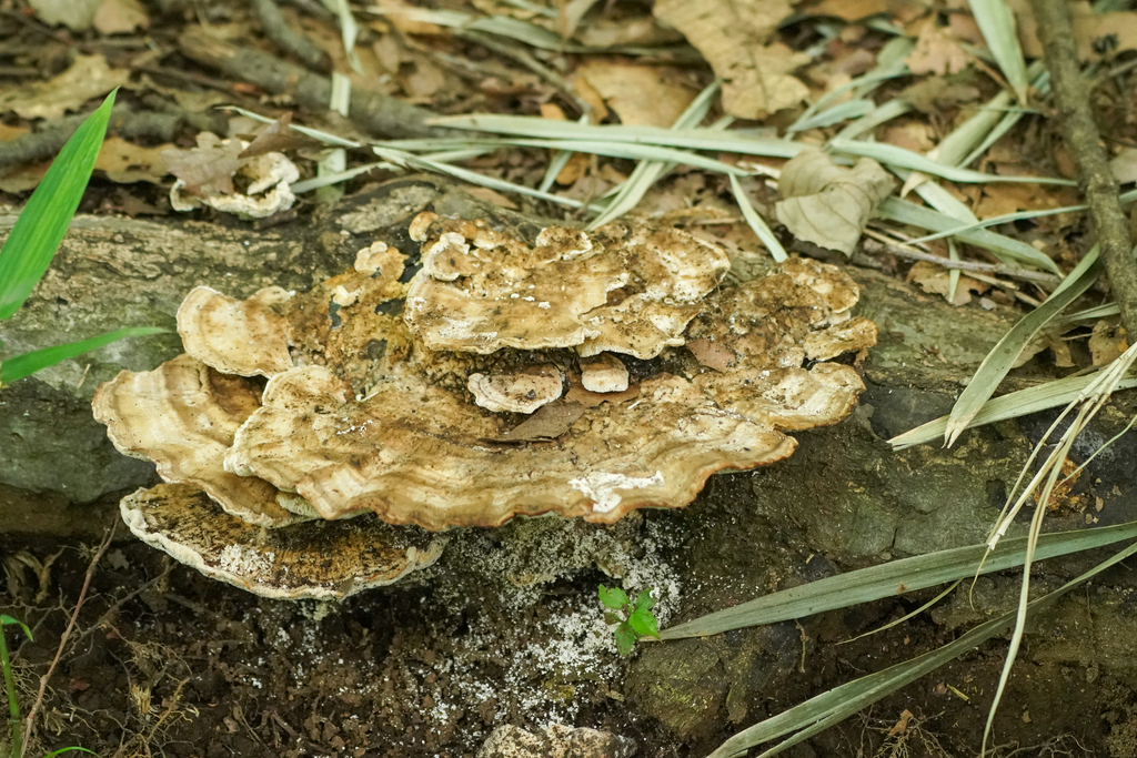 Trametes orientalis · June 2024 · photo: © tbc_watanabe (iNaturalist, cc-by)