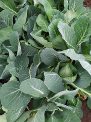 Brassica oleracea capitata