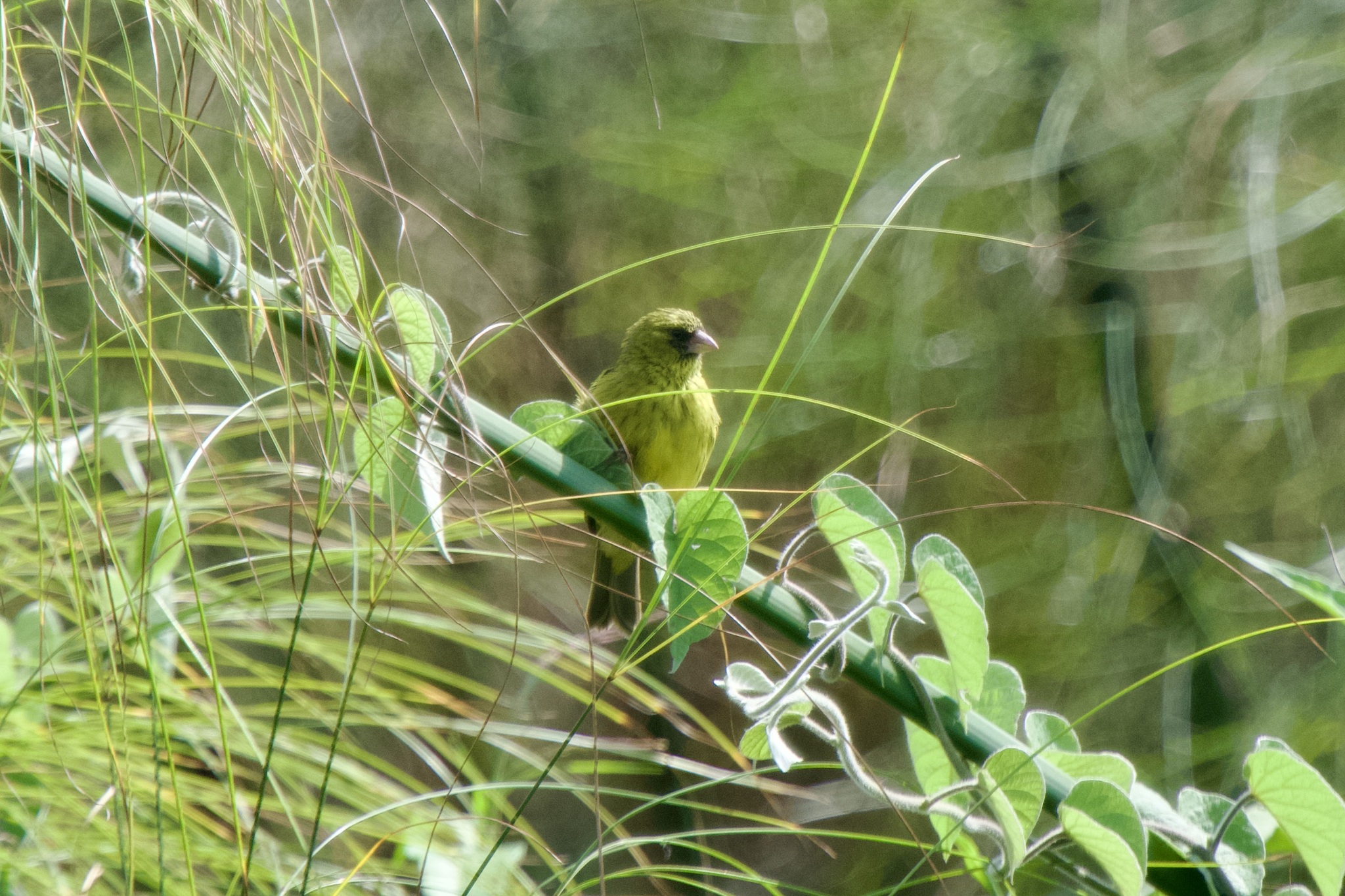 Papyrus Canary (Crithagra koliensis), photo 9