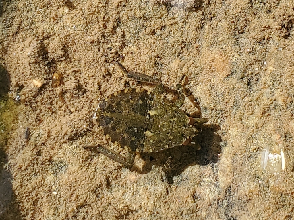 Abedus indentatus from Pine Valley, CA 91962, USA on June 10, 2024 at ...