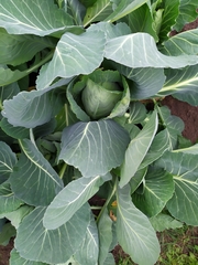 Brassica oleracea capitata