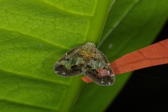 Ricanoptera fenestrata