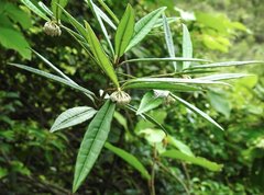 Ardisia lindleyana