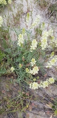 Astragalus flavus