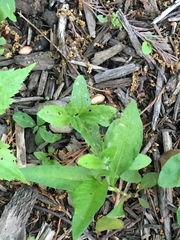 Conoclinium coelestinum